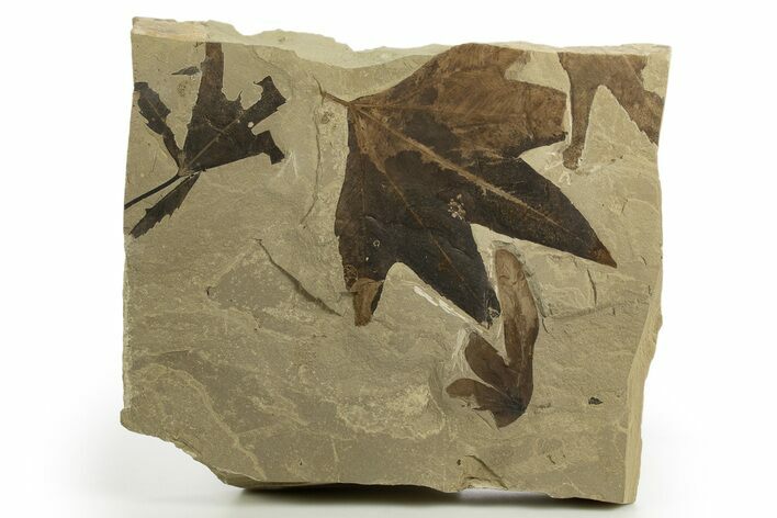 Fossil Leaf (Macginitiea & Lygodium) Plate - Insect Predation! #320789